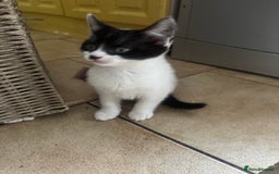 Mixed Breed cats for sale: 3 kittens looking for forever homes  - Image 8