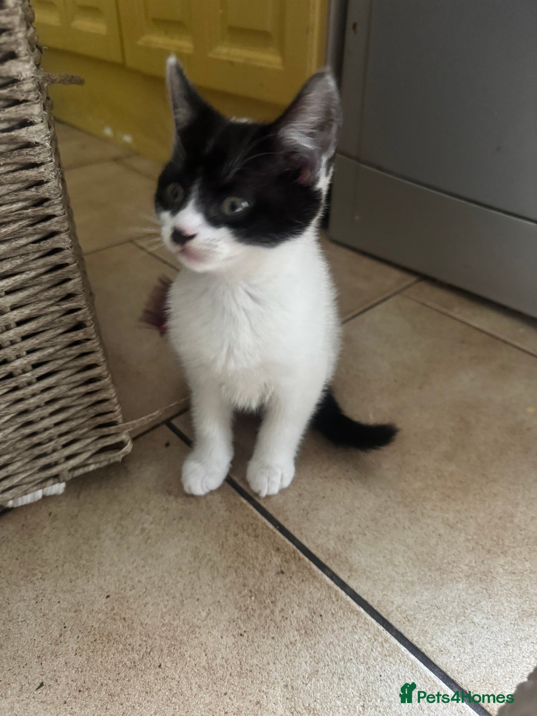 Mixed Breed cats for sale: 3 kittens looking for forever homes  - Image 8