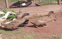 Ducks poultry for sale: Young kharki females(and various other ducks) - Image 1