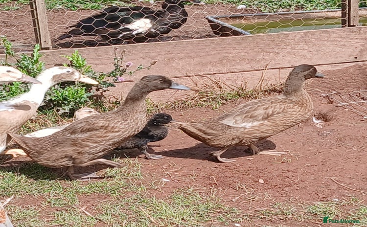 Ducks poultry - Advert 1
