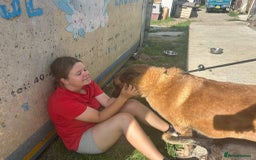Belgian Shepherd Dog dogs for adoption: Ava - Norwich Norfolk  - Image 8