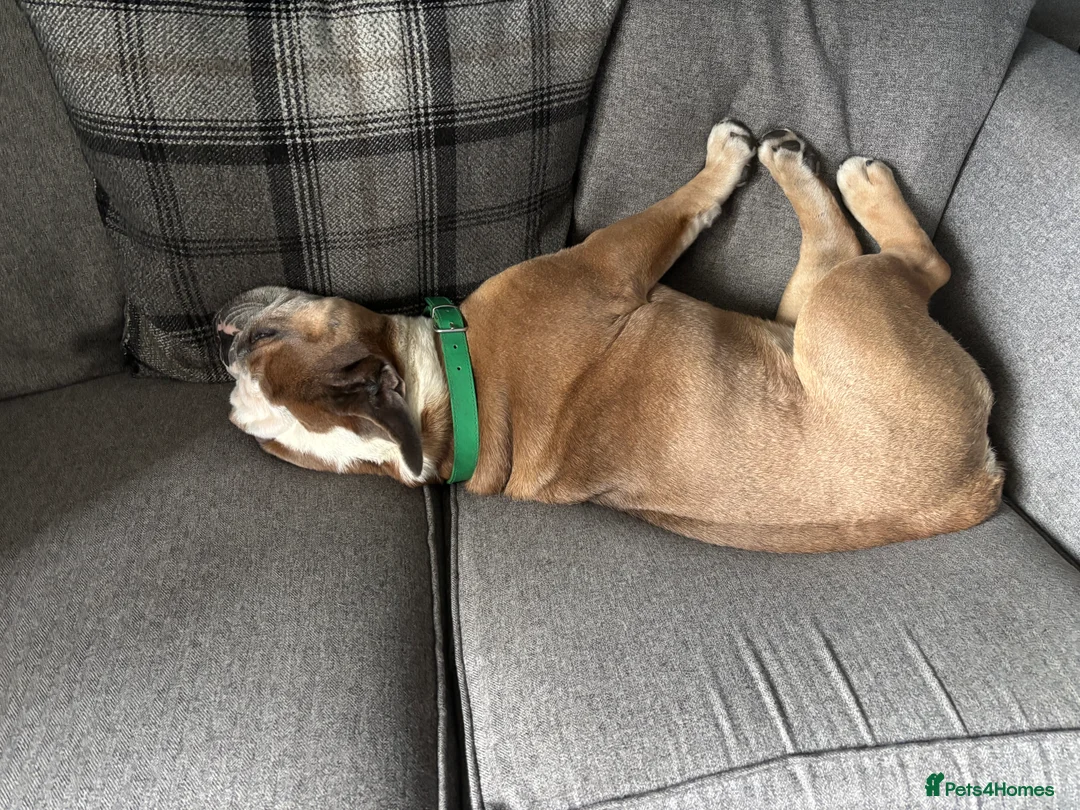 English Bulldog dogs for sale: Winston - Advert 2