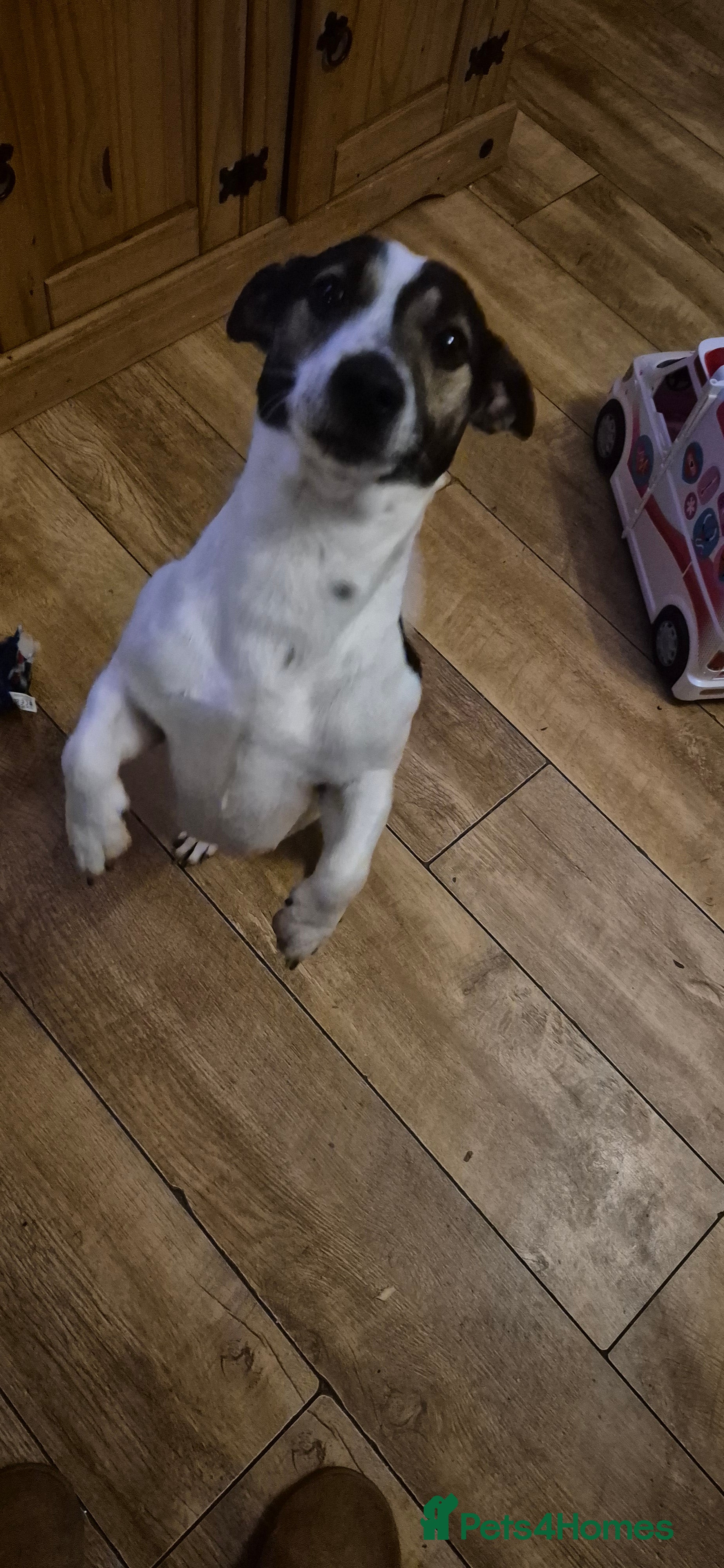 Jack Russell dogs Dog hes a boy  - Advert 5