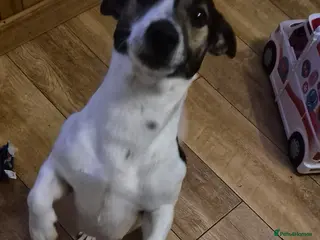 Jack Russell dogs Dog hes a boy - Advert 1