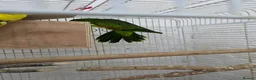 Parakeets birds for sale: Crimson winged parakeet red winged parrot - Advert 3