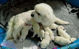 Cavachon dogs for sale: Cavachon puppies  - Image 5