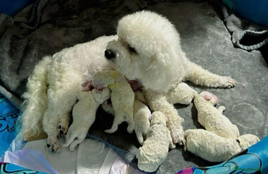 Cavachon dogs for sale: Cavachon puppies  - Image 5