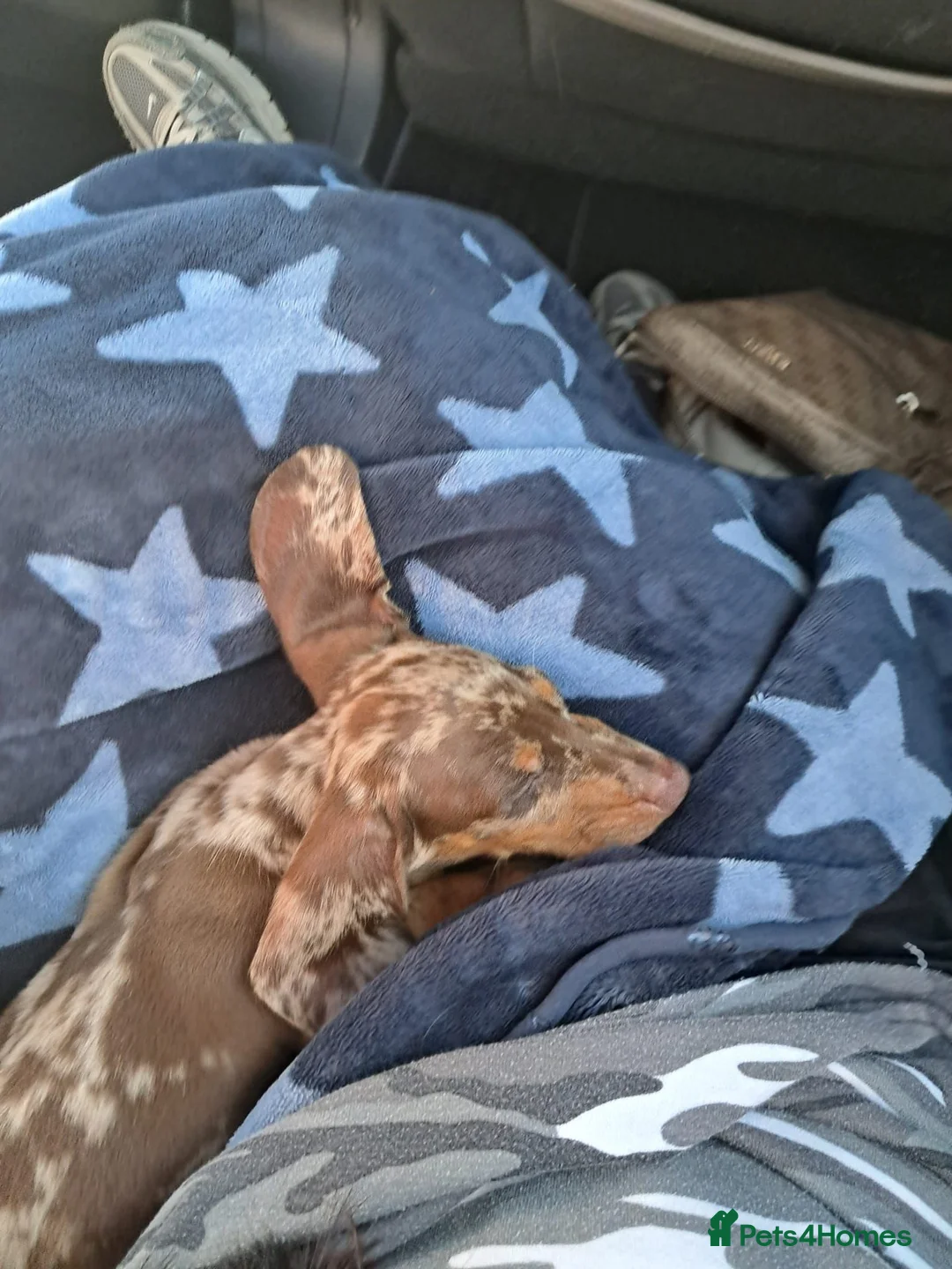 Dachshund dogs for sale: Dapple male dachshund 10 weeks old  - Advert 2