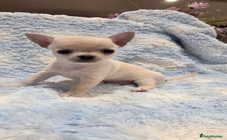 Chihuahua dogs - Advert 1