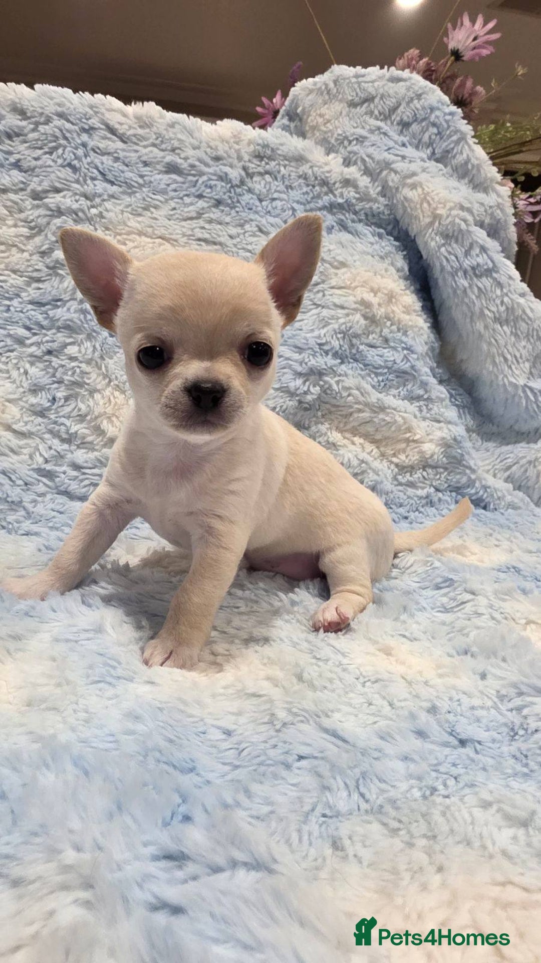 Chihuahua dogs for sale: Pedigree cream girls & blue boy Chihuahua puppies - Image 1