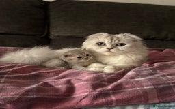Scottish Fold cats for sale: Adorable Scottish Kitten Looking for a Loving Home - Image 4