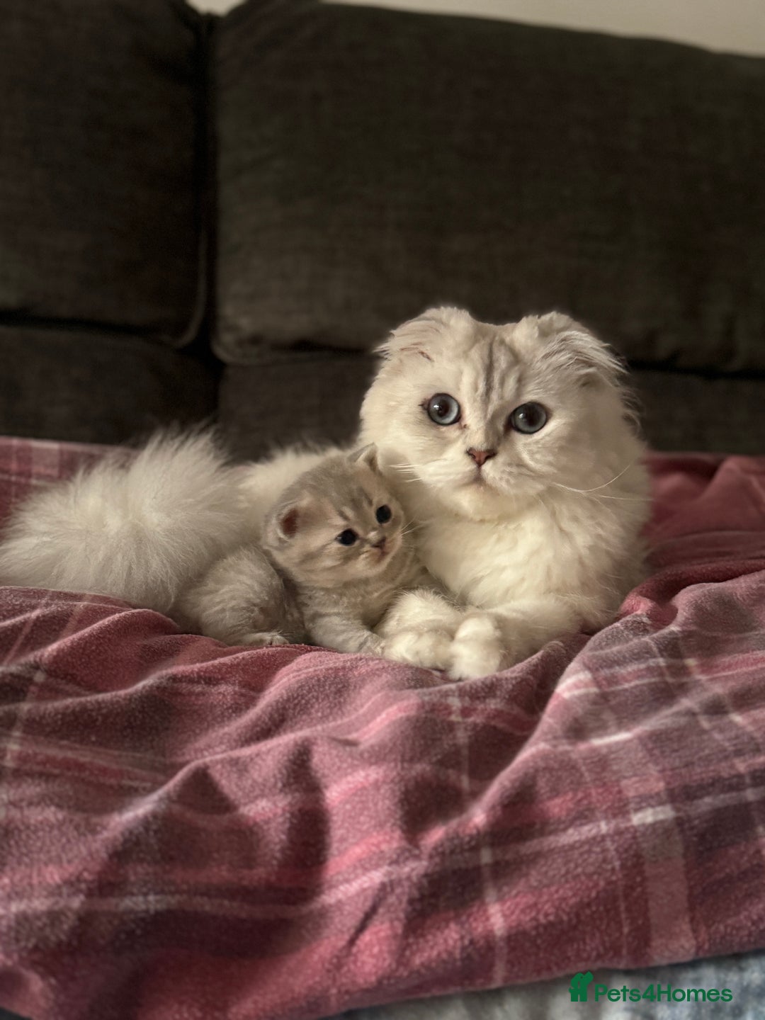Scottish Fold cats for sale: Adorable Scottish Kitten Looking for a Loving Home - Image 4
