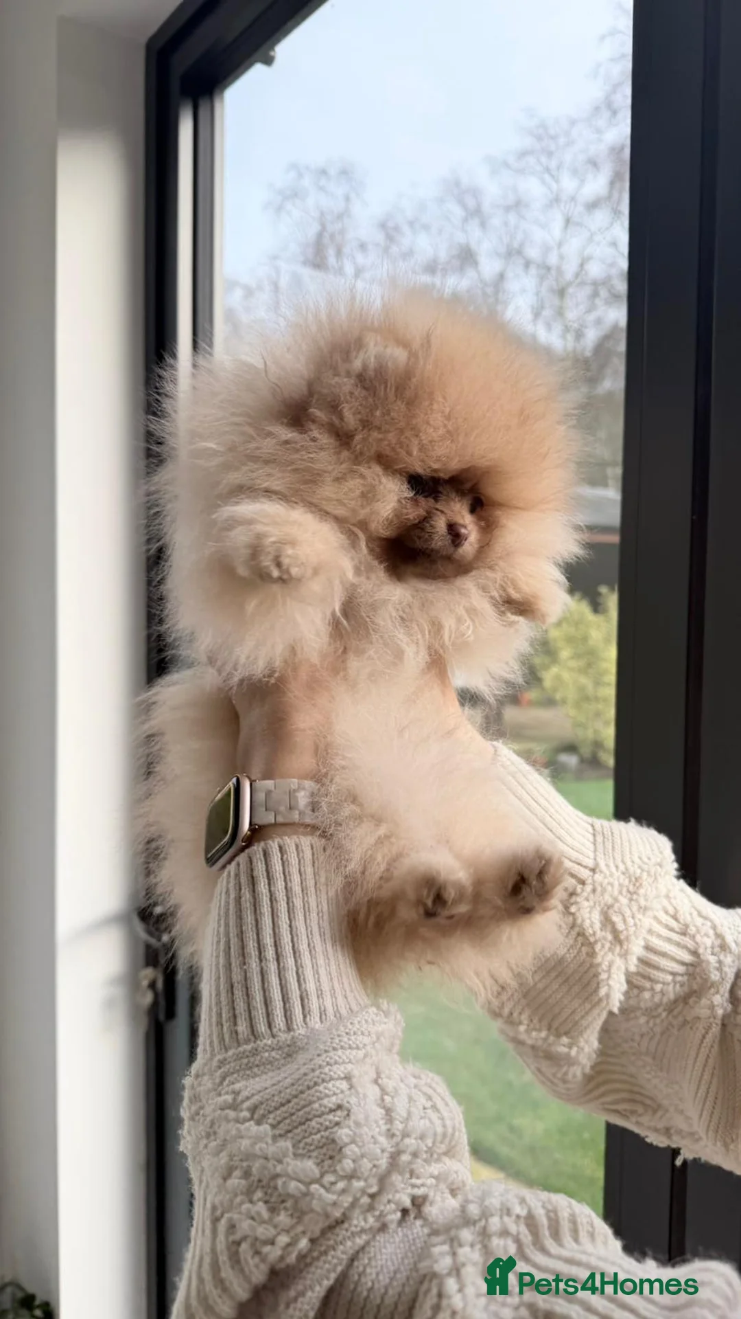 Pomeranian dogs for sale: Stunning Pom Girl for sale - Advert 1