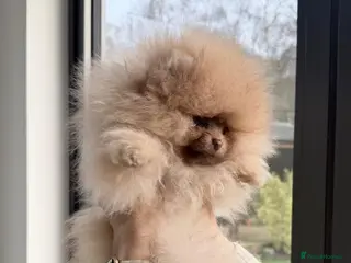 Pomeranian dogs Stunning Pom Girl for sale - Advert 5