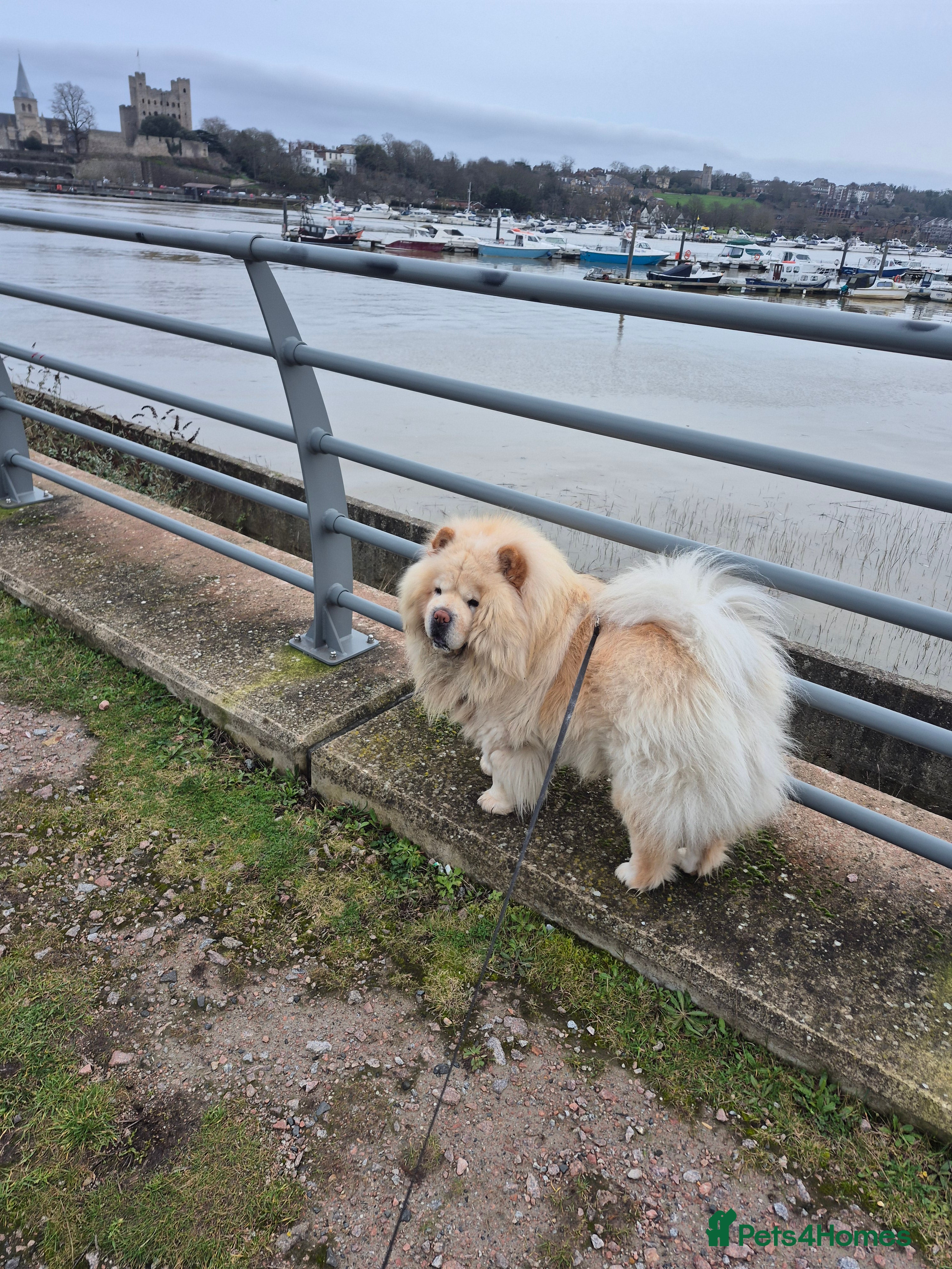 Chow Chow dogs Simba in Rochester - Advert 4