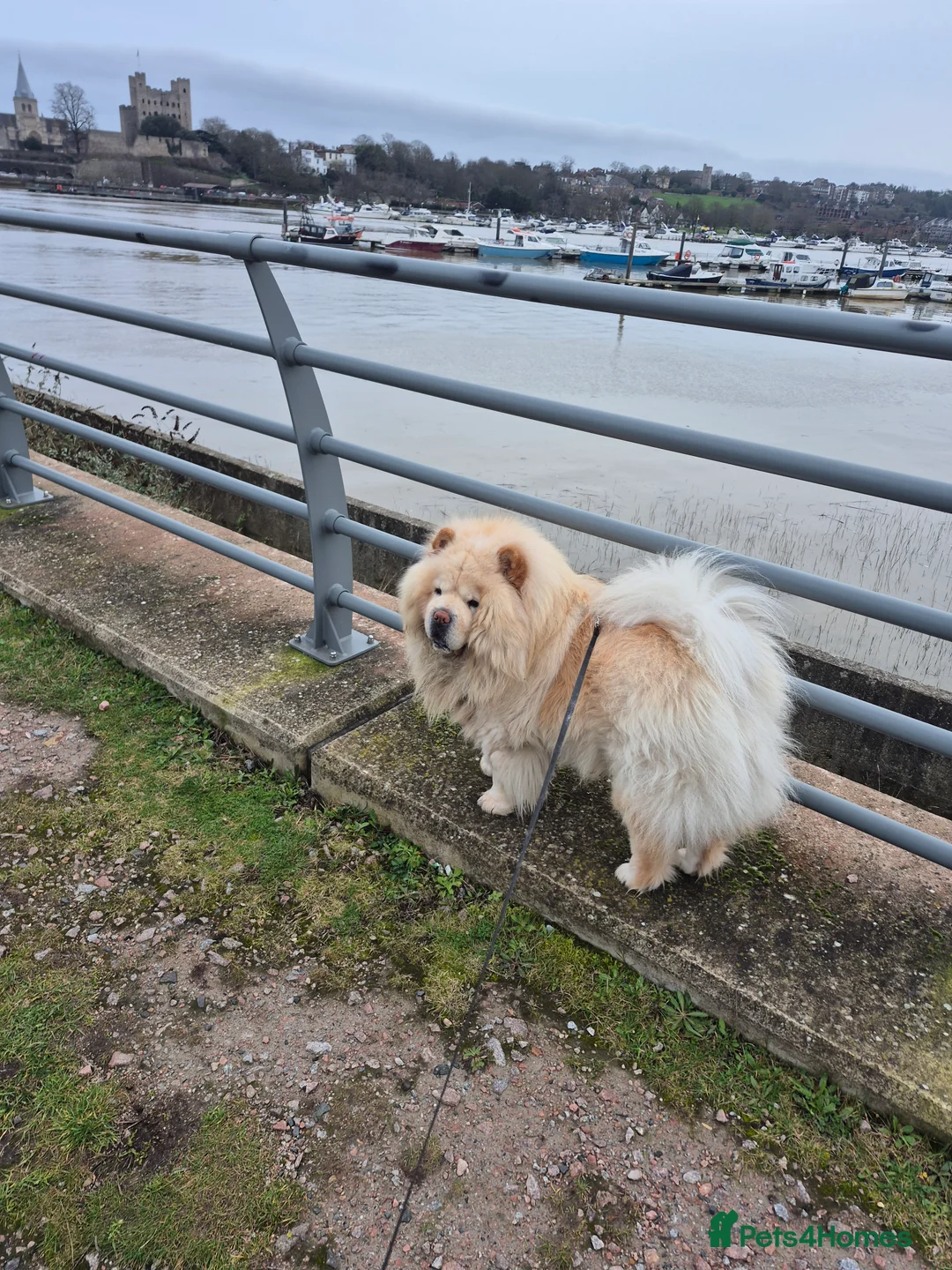 Chow Chow dogs for stud: Simba in Rochester - Advert 1