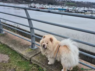 Chow Chow dogs Simba in Rochester - Advert 4