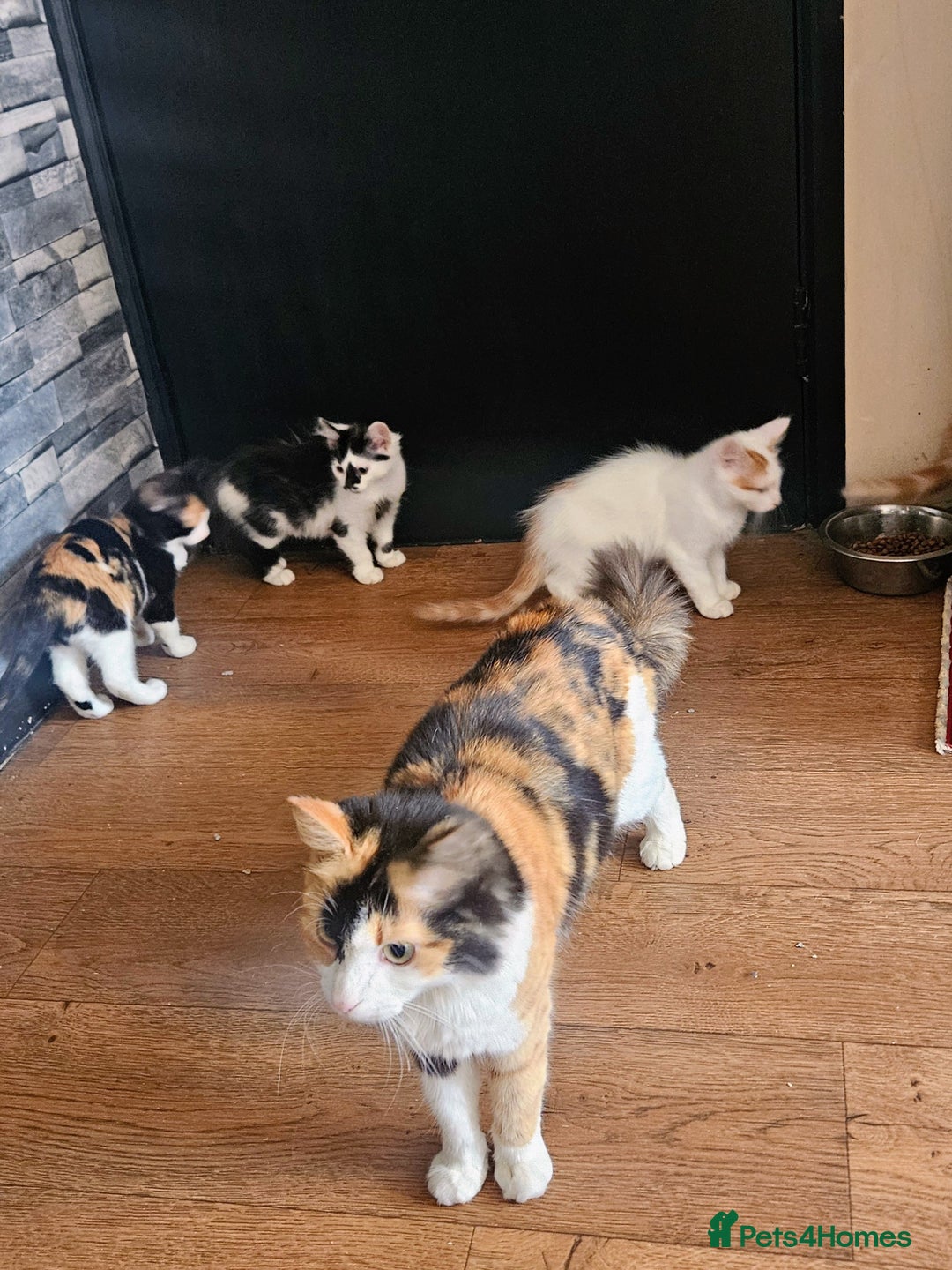 Mixed Breed cats for sale: Adorable fluffy kitens  - Image 7