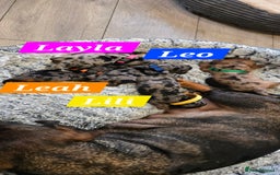 Dachshund dogs for sale: Beautiful Dapple Dachunds - Image 1