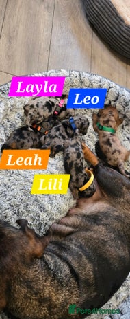 Dachshund dogs - Advert 3