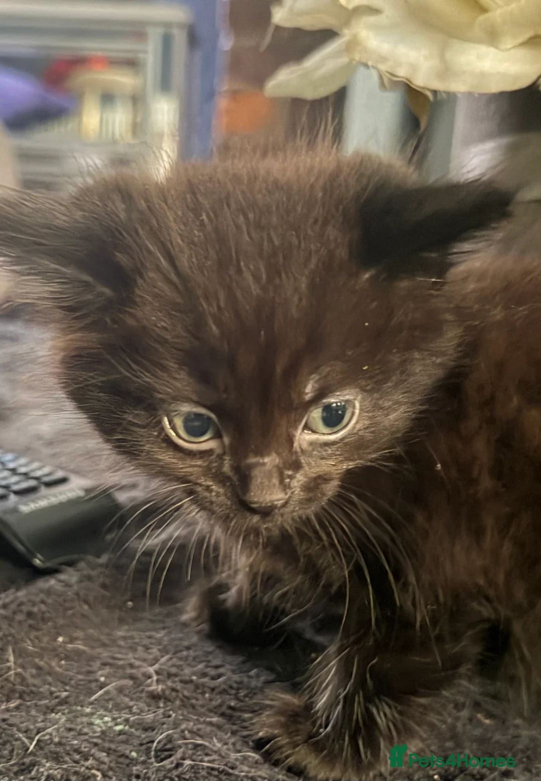 Mixed Breed cats for sale: 2 beautiful black kittens - Advert 2