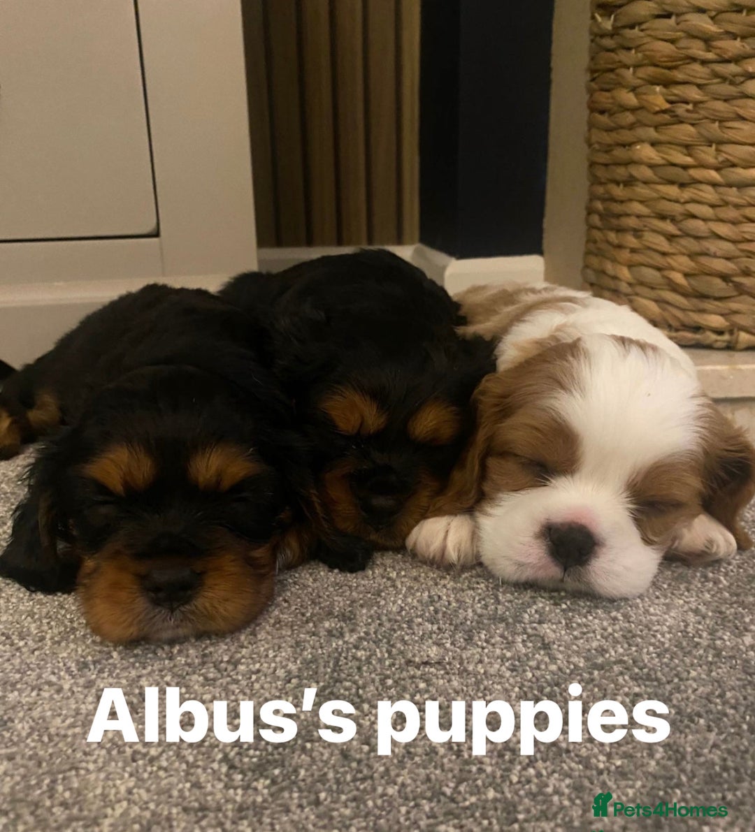 Cavalier King Charles Spaniel dogs for stud: KC Reg Health Tested Proven Cavalier King Charles in Salisbury - Advert 15