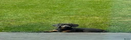 Dachshund dogs for sale: Sausage dog Blu  - Advert 2