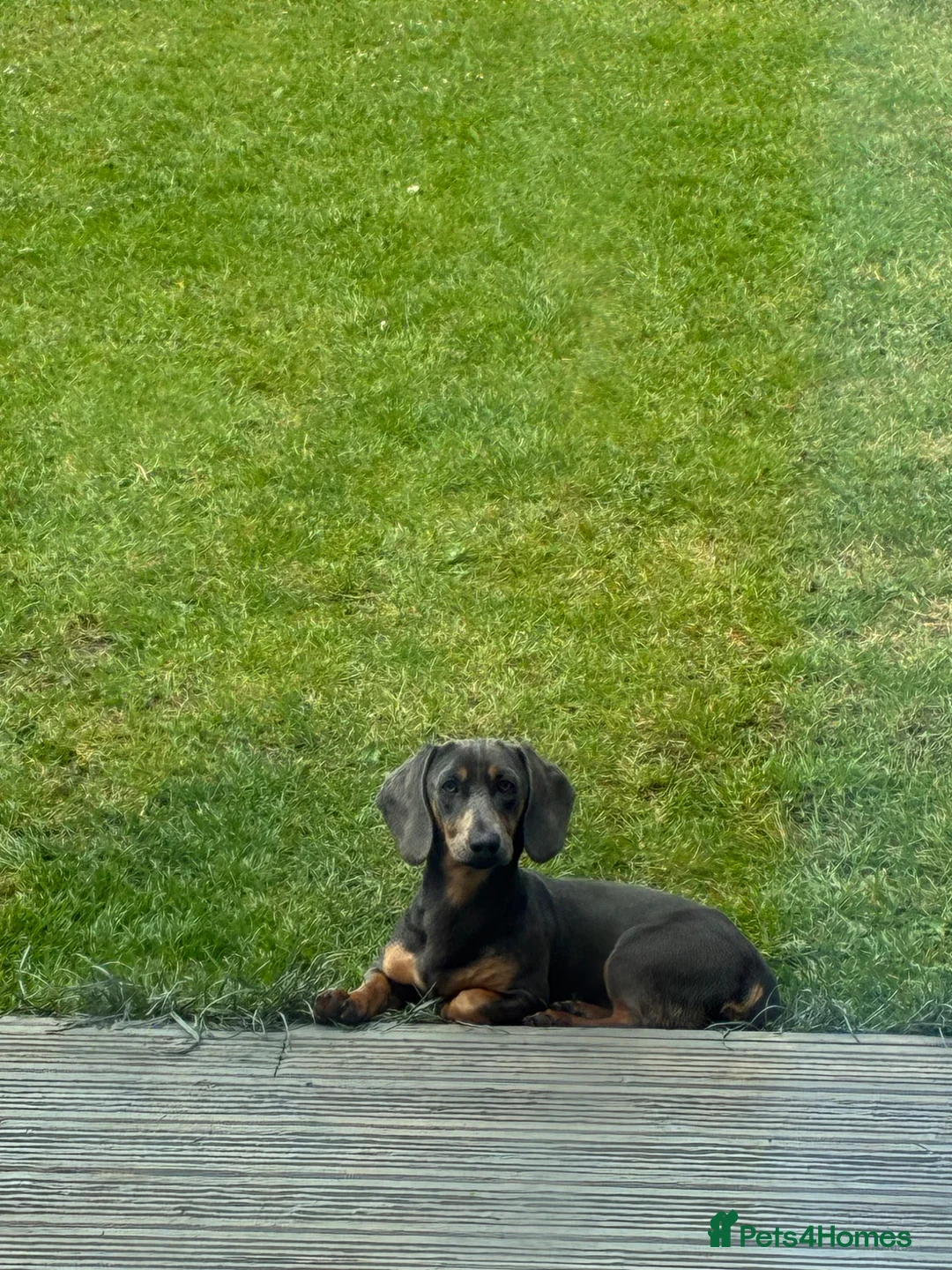 Dachshund dogs for sale: Sausage dog Blu  - Advert 2