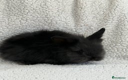 Angora rabbits for sale: Teddy bear bunnies  - Advert 2