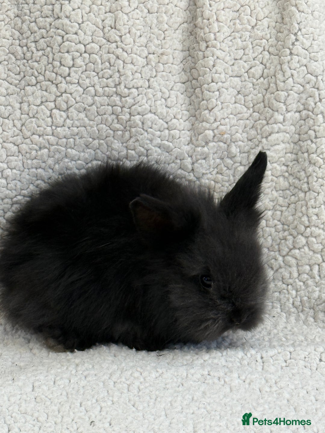 Angora rabbits for sale: Teddy bear bunnies  - Advert 2