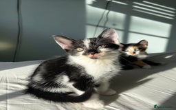 Mixed Breed cats for sale: Stunning mixed kittens  - Image 11