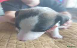 Whippet dogs for sale: Whippet Puppies - Image 19