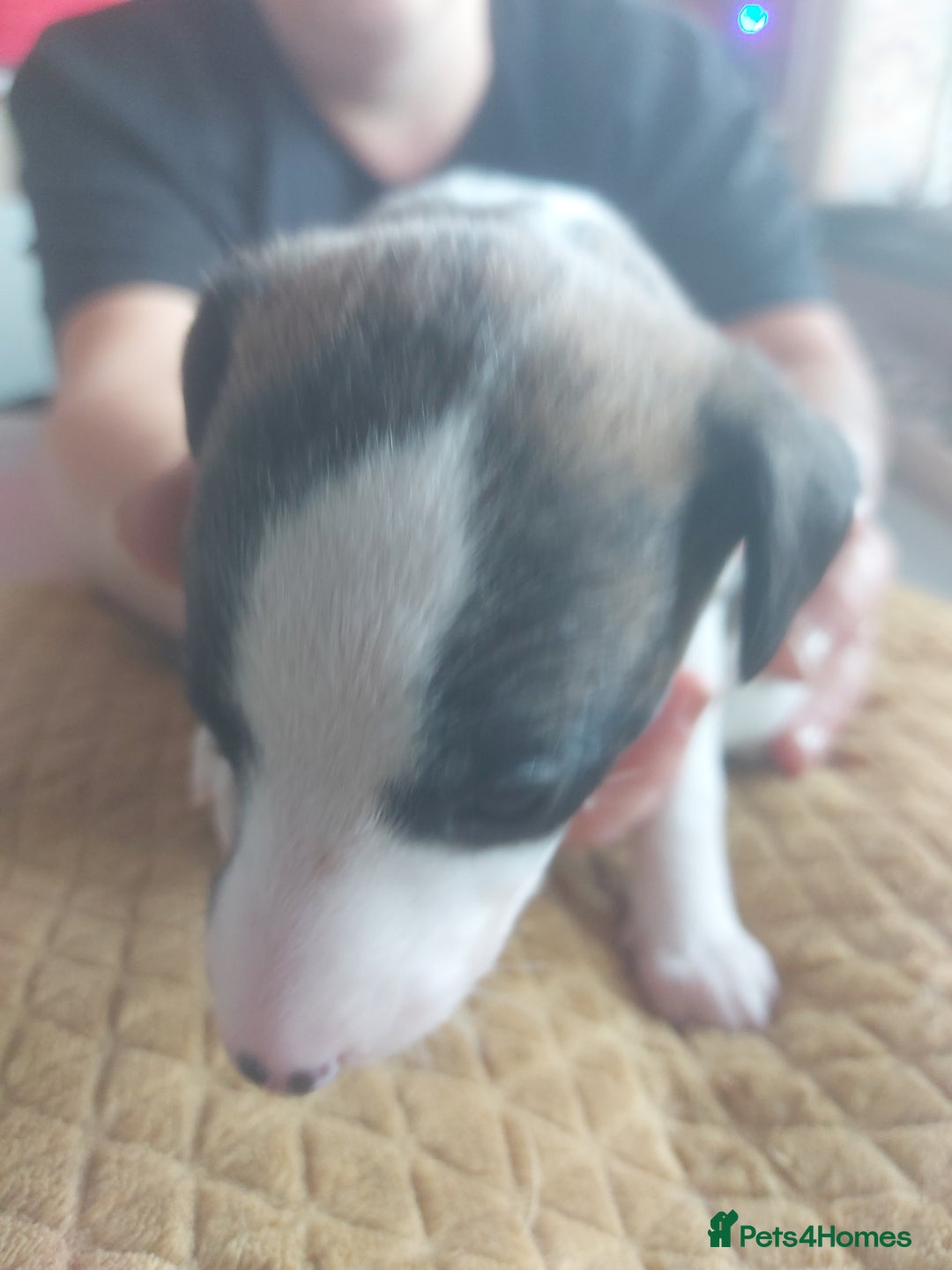 Whippet dogs for sale: Whippet Puppies - Image 19