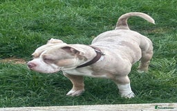 American Bully dogs for sale: Male Pocket Bully Lilac Mearl - Image 1