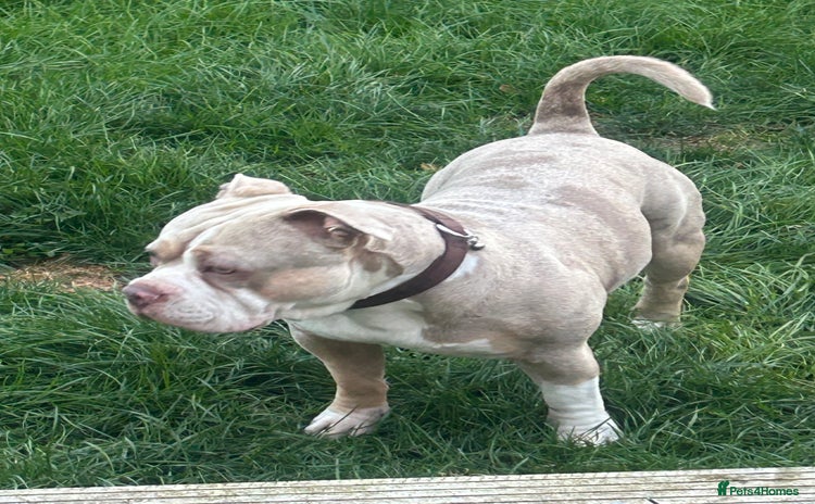 American Bully dogs - Advert 1