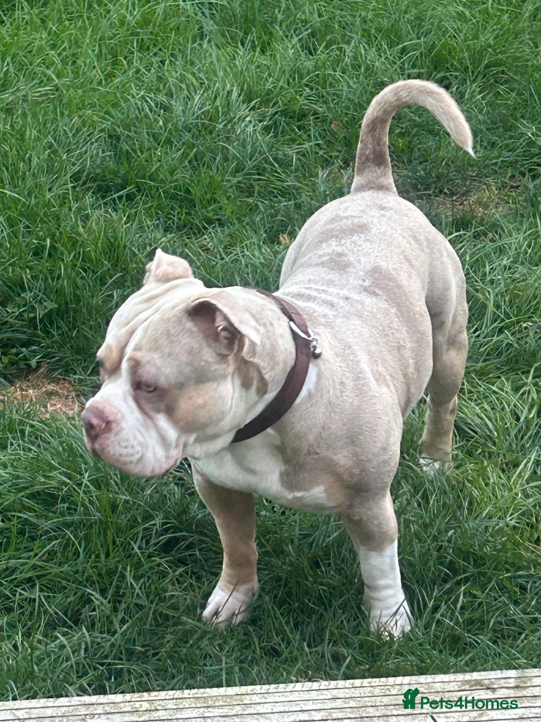 American Bully dogs for sale: Male Pocket Bully Lilac Mearl - Image 1