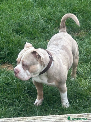 American Bully dogs - Advert 10