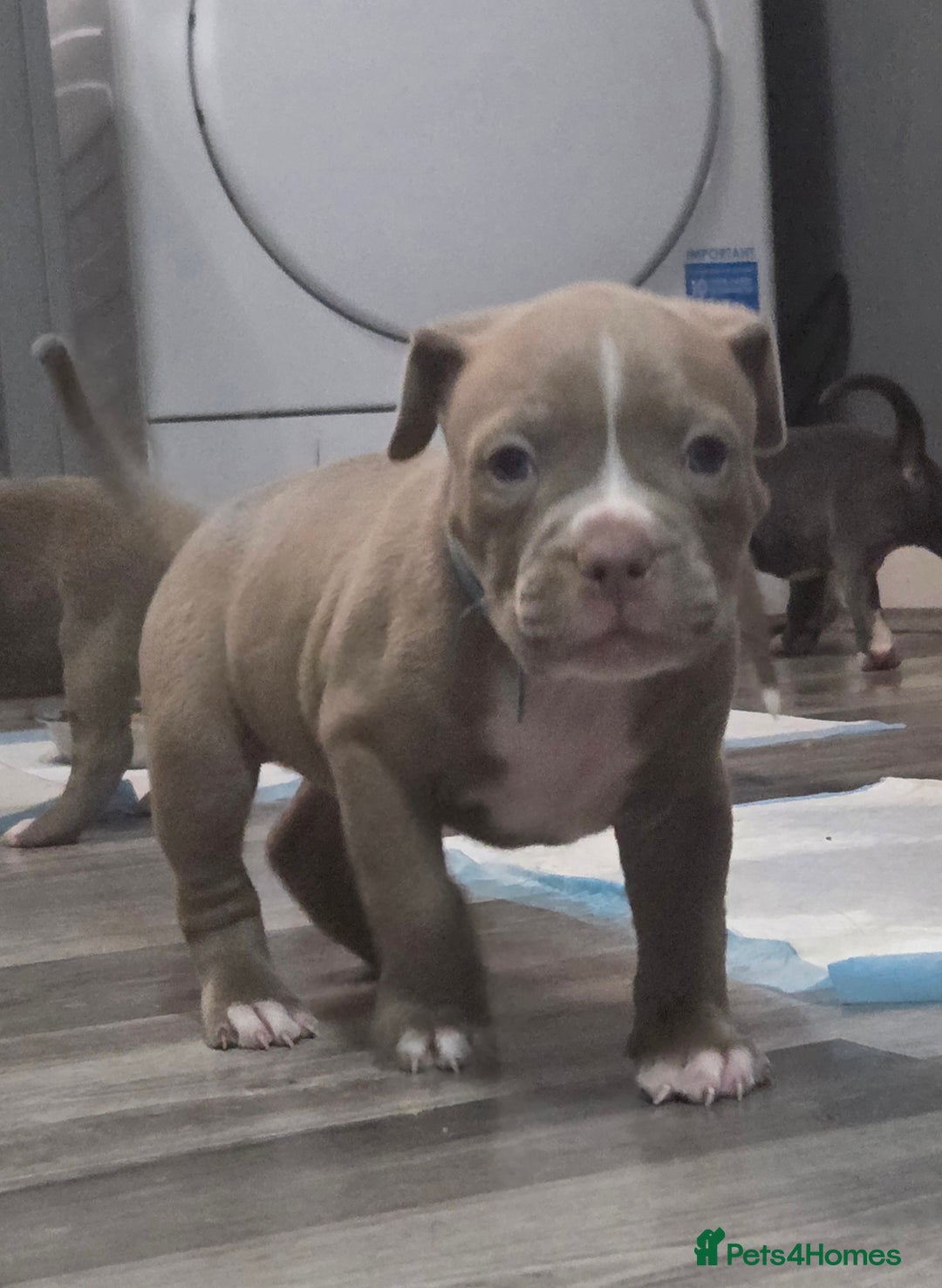 Mixed Breed dogs for sale: Old english bulldog cross american bulldog 😍❤️  - Advert 28