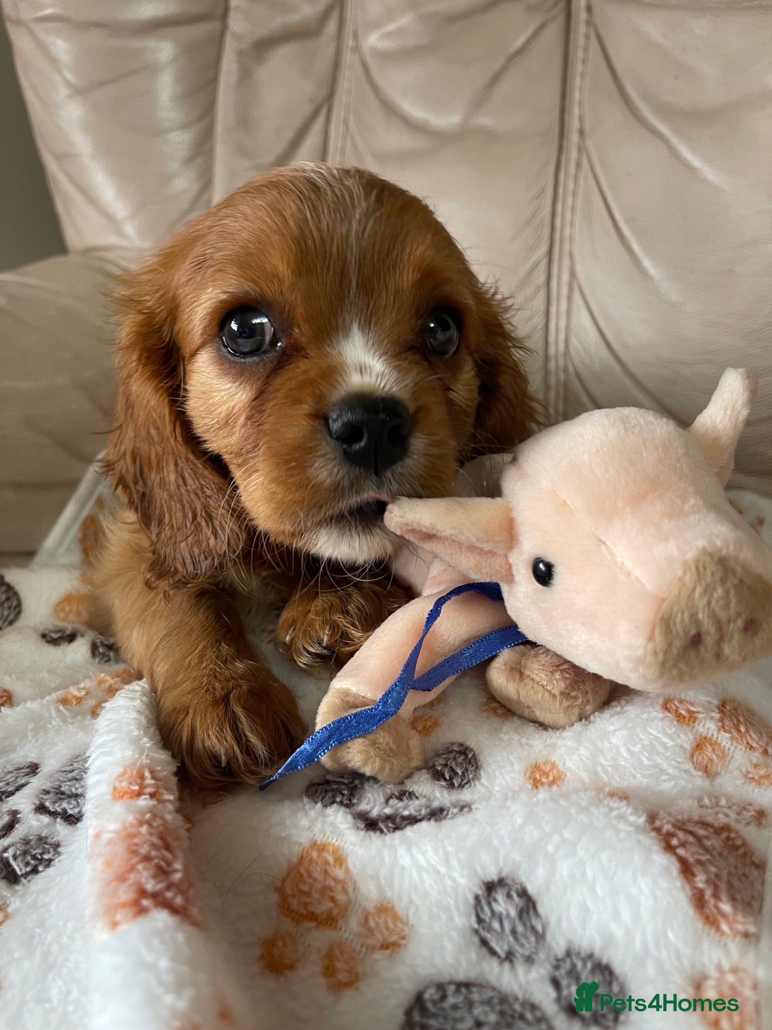 Cavalier King Charles Spaniel dogs Stunning  Cavalier King Charles spaniels  - Advert 4
