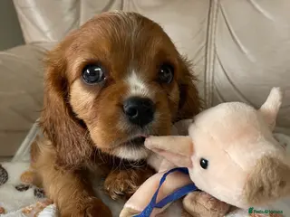 Cavalier King Charles Spaniel dogs Stunning Cavalier King Charles spaniels - Advert 4
