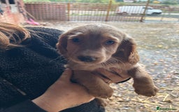 Cocker Spaniel dogs for sale: Beautiful cocker spaniel puppies❤️ - Image 8