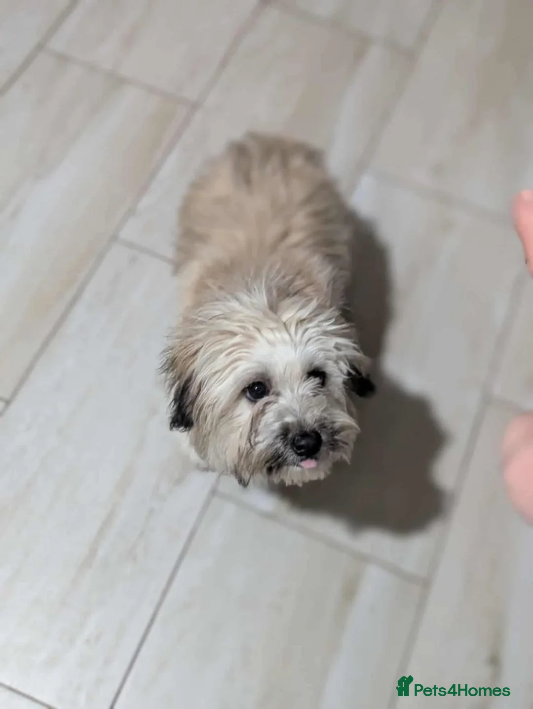 Mixed Breed dogs for adoption: Vasi 💕 - Advert 5