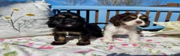 American Cocker Spaniel dogs for sale: KC reg. pure American Cocker Spaniel puppies  - Advert 15