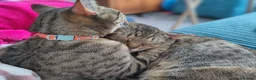 Mixed Breed cats for sale: 2 beautiful cats looking for a loving home in Saint Austell - Advert 8