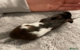 Hamster rodents for sale: Hamster looking for a new home - Image 1