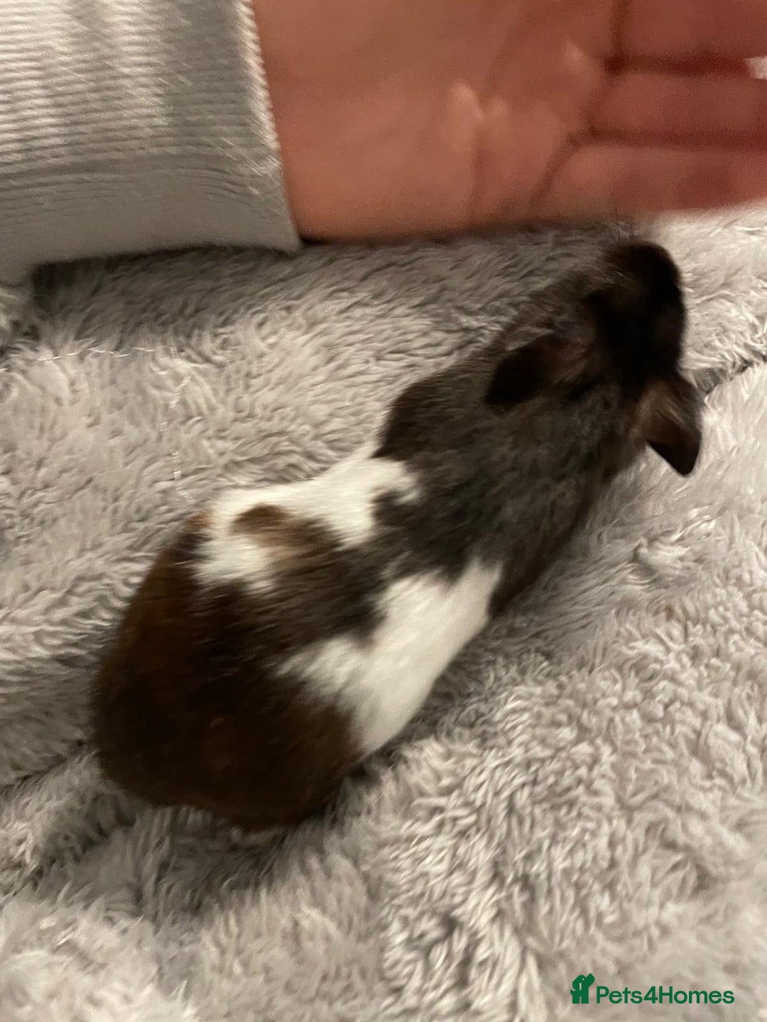 Hamster rodents for sale: Hamster looking for a new home - Image 1