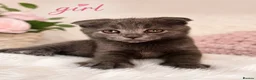 Mixed Breed cats for sale: 😍MAINE COON MIX BRITISHSHORTHAIR😍 in Southampton - Advert 1