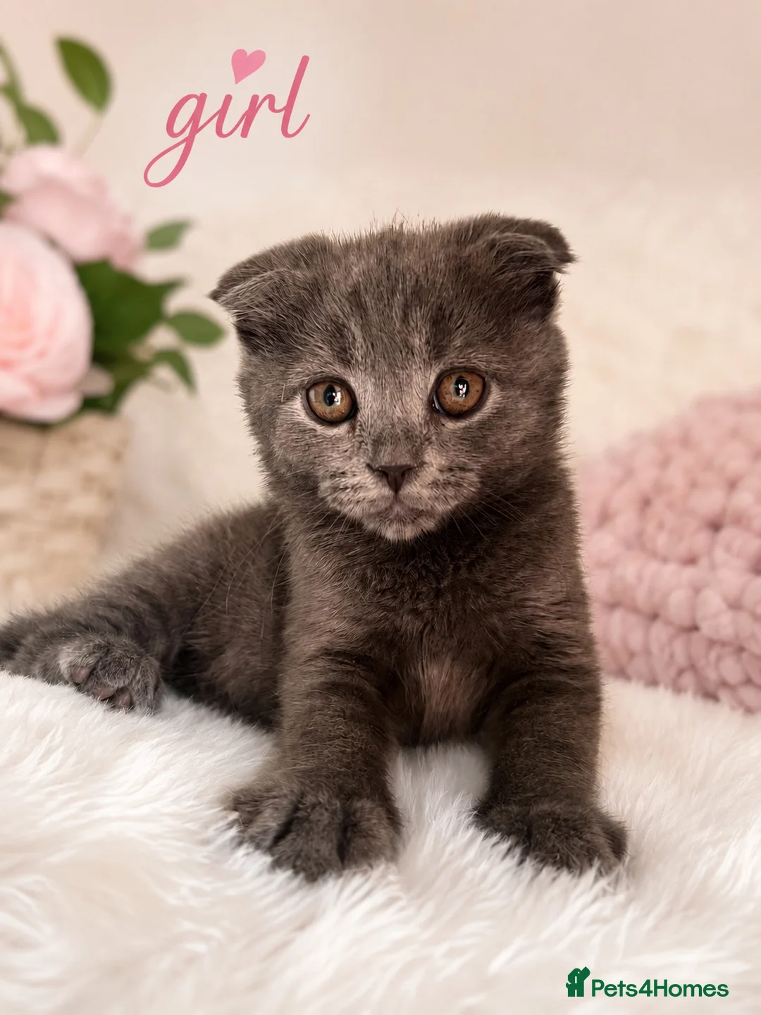 Mixed Breed cats for sale: 😍MAINE COON MIX BRITISHSHORTHAIR😍 in Southampton - Advert 1