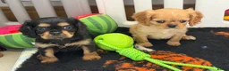 Cavalier King Charles Spaniel dogs for sale: Kennel club registered cavalier King Charles pups  - Advert 15