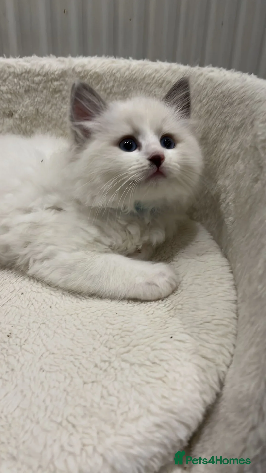 Ragdoll cats for sale: Playful Goregous Baby Ragdoll Kittens - Advert 3